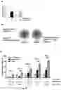 Fig. 23 - Method of modulating the number and the distribution of tumor-infiltrating leukocytes in tumors