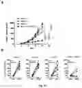 Fig. 24 - Method of modulating the number and the distribution of tumor-infiltrating leukocytes in tumors