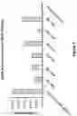 Fig. 08 - Engineered immunostimulatory bacterial strains and uses thereof