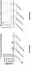 Fig. 23 - Engineered immunostimulatory bacterial strains and uses thereof