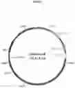 Fig. 12 - Organic acid synthesis from C1 substrates