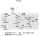 Fig. 18 - Organic acid synthesis from C1 substrates