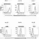 Fig. 03 - Chimeric antigen receptors targeting B-cell maturation antigen