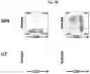 Fig. 06 - Chimeric antigen receptors targeting B-cell maturation antigen