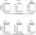 Fig. 04 - Chimeric antigen receptors targeting B-cell maturation antigen