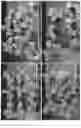 Fig. 11 - SYSTEM AND METHODS FOR THE BIOCONTROL OF PLANT PATHOGENS