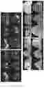 Fig. 13 - SYSTEM AND METHODS FOR THE BIOCONTROL OF PLANT PATHOGENS