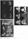 Fig. 15 - SYSTEM AND METHODS FOR THE BIOCONTROL OF PLANT PATHOGENS