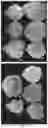 Fig. 17 - SYSTEM AND METHODS FOR THE BIOCONTROL OF PLANT PATHOGENS