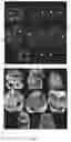 Fig. 20 - SYSTEM AND METHODS FOR THE BIOCONTROL OF PLANT PATHOGENS