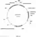 Fig. 02 - Immunomodulating transgenic plants and related methods