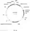 Fig. 03 - Immunomodulating transgenic plants and related methods