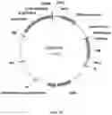 Fig. 04 - Immunomodulating transgenic plants and related methods