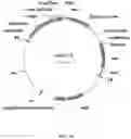 Fig. 05 - Immunomodulating transgenic plants and related methods