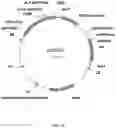 Fig. 06 - Immunomodulating transgenic plants and related methods