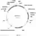 Fig. 07 - Immunomodulating transgenic plants and related methods
