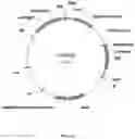 Fig. 09 - Immunomodulating transgenic plants and related methods