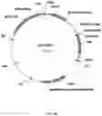 Fig. 10 - Immunomodulating transgenic plants and related methods
