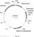 Fig. 12 - Immunomodulating transgenic plants and related methods