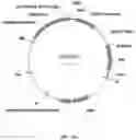 Fig. 20 - Immunomodulating transgenic plants and related methods