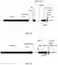 Fig. 23 - Immunomodulating transgenic plants and related methods