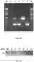 Fig. 24 - Immunomodulating transgenic plants and related methods