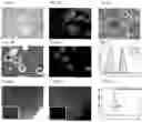 Fig. 03 - Vector for targeting the human Rosa26 gene