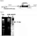 Fig. 07 - Vector for targeting the human Rosa26 gene