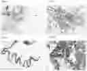 Fig. 09 - Vector for targeting the human Rosa26 gene