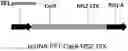 Fig. 01 - Particle for the encapsidation of a genome engineering system