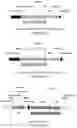 Fig. 08 - Particle for the encapsidation of a genome engineering system