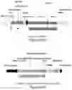 Fig. 09 - Particle for the encapsidation of a genome engineering system