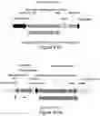 Fig. 10 - Particle for the encapsidation of a genome engineering system