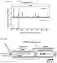 Fig. 101 - METHODS AND COMPOSITIONS FOR RNA-DIRECTED TARGET DNA MODIFICATION AND FOR RNA-DIRECTED MODULATION OF TRANSCRIPTION
