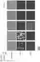 Fig. 103 - METHODS AND COMPOSITIONS FOR RNA-DIRECTED TARGET DNA MODIFICATION AND FOR RNA-DIRECTED MODULATION OF TRANSCRIPTION