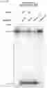 Fig. 23 - METHODS AND COMPOSITIONS FOR RNA-DIRECTED TARGET DNA MODIFICATION AND FOR RNA-DIRECTED MODULATION OF TRANSCRIPTION