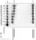 Fig. 31 - METHODS AND COMPOSITIONS FOR RNA-DIRECTED TARGET DNA MODIFICATION AND FOR RNA-DIRECTED MODULATION OF TRANSCRIPTION