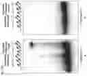 Fig. 48 - METHODS AND COMPOSITIONS FOR RNA-DIRECTED TARGET DNA MODIFICATION AND FOR RNA-DIRECTED MODULATION OF TRANSCRIPTION