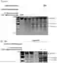 Fig. 59 - METHODS AND COMPOSITIONS FOR RNA-DIRECTED TARGET DNA MODIFICATION AND FOR RNA-DIRECTED MODULATION OF TRANSCRIPTION