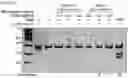 Fig. 61 - METHODS AND COMPOSITIONS FOR RNA-DIRECTED TARGET DNA MODIFICATION AND FOR RNA-DIRECTED MODULATION OF TRANSCRIPTION