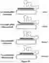 Fig. 03 - Using truncated guide RNAs (tru-gRNAs) to increase specificity for RNA-guided genome editing