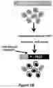 Fig. 04 - Using truncated guide RNAs (tru-gRNAs) to increase specificity for RNA-guided genome editing
