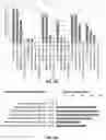 Fig. 08 - Using truncated guide RNAs (tru-gRNAs) to increase specificity for RNA-guided genome editing