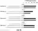 Fig. 09 - Using truncated guide RNAs (tru-gRNAs) to increase specificity for RNA-guided genome editing