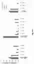 Fig. 17 - Using truncated guide RNAs (tru-gRNAs) to increase specificity for RNA-guided genome editing