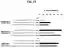 Fig. 23 - Using truncated guide RNAs (tru-gRNAs) to increase specificity for RNA-guided genome editing