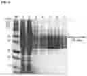 Fig. 05 - Method for producing anhydrous galactose derived from seaweed
