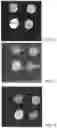 Fig. 05 - Preparation of universal spin-coatable amine-reactive surface coatings for biomolecule array fabrication
