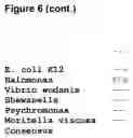 Fig. 09 - Thermolabile exonucleases