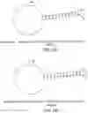 Fig. 28 - Methods and compositions for incorporating nucleotides